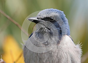 Florida Scrub Jay