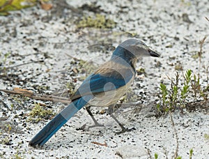 Florida Scrub Jay