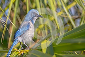 Florida Scrub Jay On Alert