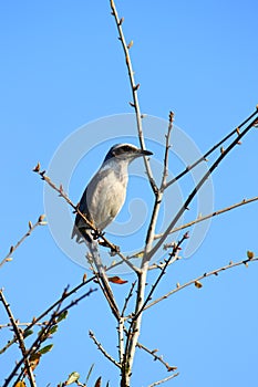 Florida Scrub Jay Aphelocoma coerulescens