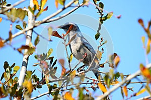 Florida Scrub Jay (Aphelocoma coerulescens)