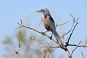 Florida Scrub Jay (Aphelocoma coerulescens)