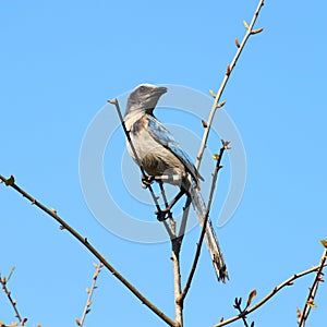 Florida Scrub Jay (Aphelocoma coerulescens)