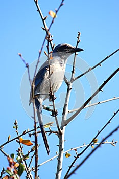 Florida Scrub Jay (Aphelocoma coerulescens)