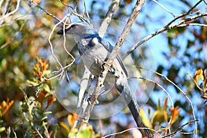 Florida Scrub Jay (Aphelocoma coerulescens)