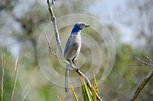 Florida Scrub Jay (Aphelocoma coerulescens), Florida