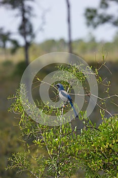 Florida scrub jay (Aphelocoma coerulescens) photo