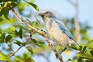 Florida Scrub-Jay (Aphelocoma coerulescens) Perched