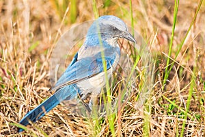 Florida Scrub-Jay (Aphelocoma coerulescens) Rare