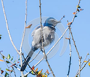 Florida Scrub Jay - Aphelocoma coerulescens - rare and critically endangered species. Federally protected. fluffy feathers perched photo