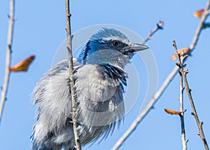 Florida Scrub Jay - Aphelocoma coerulescens - rare and critically endangered species. Federally protected. fluffy feathers perched