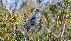 Florida Scrub Jay - Aphelocoma coerulescens - rare and critically endangered species. Federally protected. fluffy feathers perched