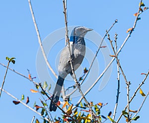Florida Scrub Jay - Aphelocoma coerulescens - rare and critically endangered species. Federally protected. fluffy feathers perched photo