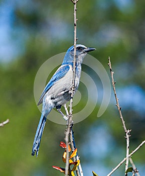 Florida Scrub Jay - Aphelocoma coerulescens - rare and critically endangered species. Federally protected. perched on bare tree photo
