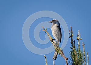 Florida scrub jay bird perches on a branch of a pine tree in a bright blue sky