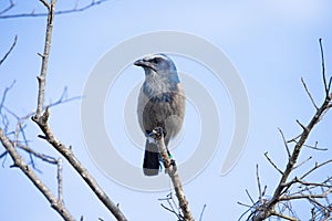 Florida scrub jay bird perching on a bare tree branch under blue sky on a sunny day