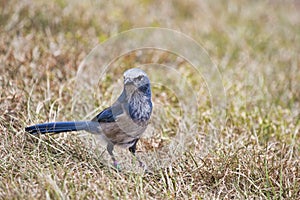 Florida Scrub Jay on a cable