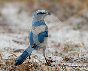 Florida Scrub Jay foraging on the ground - Port Charlotte, Florida