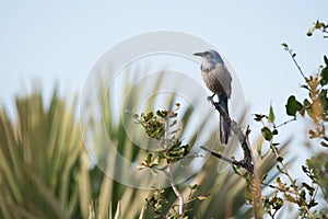 Florida Scrub Jay Perched Along Road