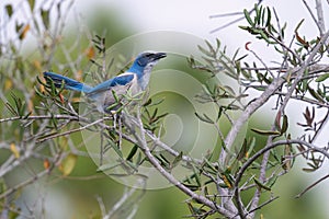 Florida Scrub Jay Perched in Branch and Calling Out