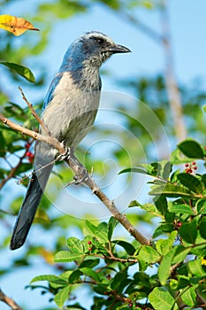 Florida Scrub-Jay Staring