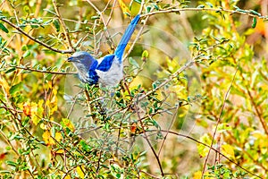 Florida Scrub Jay Venice Florida