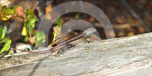 Florida Scrub Lizard (Sceloporus woodi)