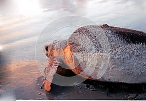 Florida Sea Turtle at Sunrise