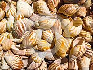 Florida seashells background