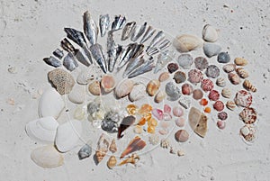 Florida Shells