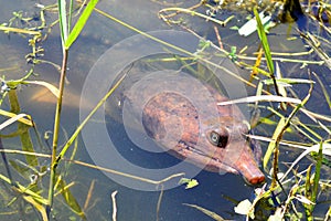 Florida: Soft Shell Turtle (apalone ferox)