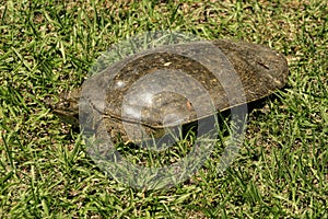 Florida Soft Shell Turtle - Apalone ferox photo