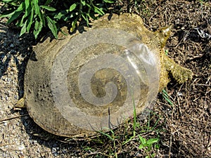 Florida Soft Shell Turtle Details - Apalone ferox