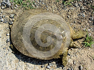 Florida Soft Shell Turtle Details - Apalone ferox