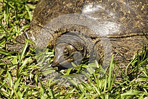 Florida Soft Shell Turtle Details - Apalone ferox