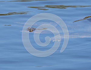 Florida Soft Shell Turtle