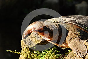 Florida Softshell Turtle photo