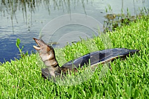 Florida Softshell Turtle photo