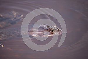 Florida softshell turtle Apalone ferox