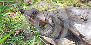Florida Softshell Turtle (Apalone ferox) photo