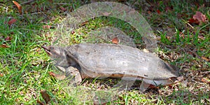 Florida Softshell Turtle (Apalone ferox)