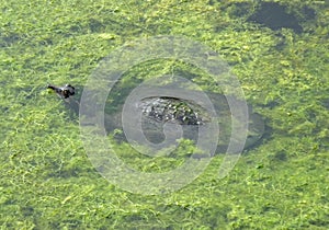 Florida Softshell Turtle (Apalone ferox)