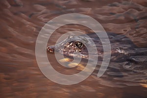 Florida softshell turtle Apalone ferox