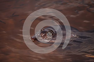 Florida softshell turtle Apalone ferox