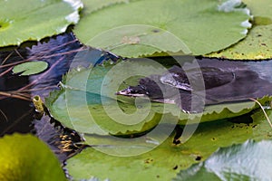 Florida softshell turtle Apalone ferox perches on a lily pad