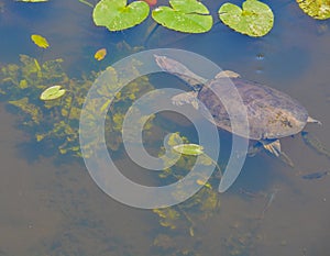 A florida softshell turtle apalone ferox swimming around lily pads in Largo, Florida.