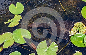 Florida softshell turtle Apalone ferox swimming in lake - Long Key Natural Area, Davie, Florida, USA