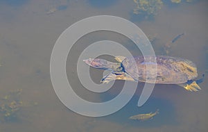 A florida softshell turtle apalone ferox swimming in Largo, Florida.