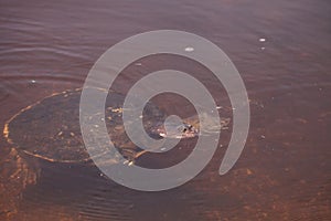 Florida softshell turtle Apalone ferox