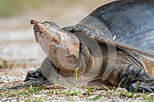 Florida softshell turtle close up